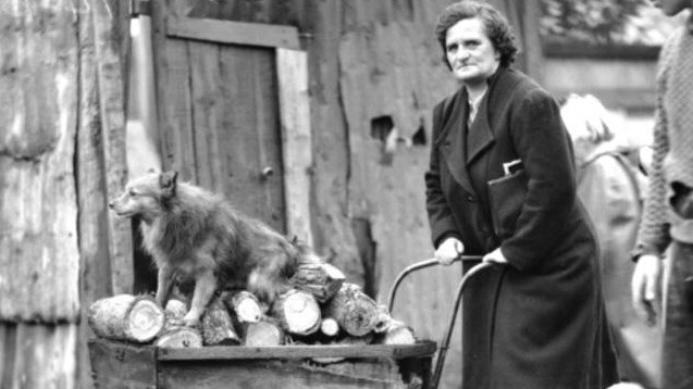 A woman pushes her ration of firewood home in the winter of 1942.