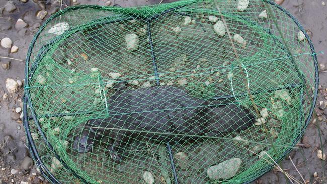 “Opera house” yabby nets have been banned for recreational use in South Australia but commercial yabby fishers will be exempt from the ban if they modify the size of the net opening.