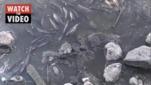 Fish dying in Cowies Creek, Geelong