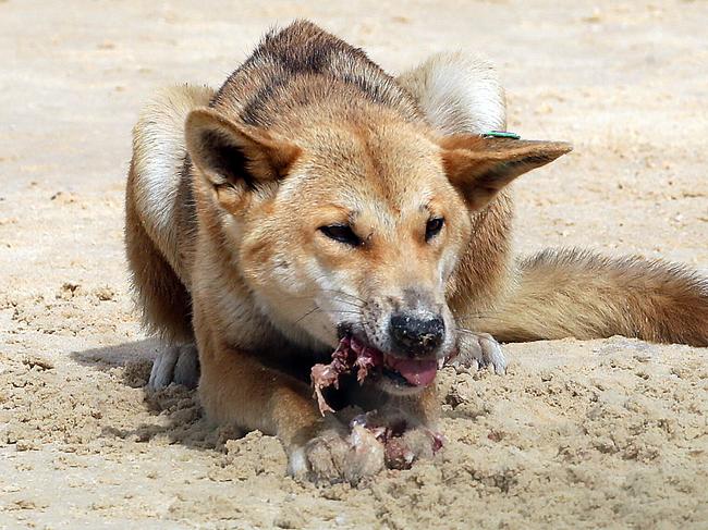 People rush to woman’s aid after dingo attack on K’gari