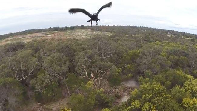 Wedge-Tailed Eagle Collides With Drone in Australian Skies. Credit:YouTube/Melbourne Aerial Video.