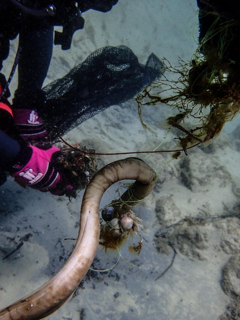 Another moray eel caught in fishing line. Picture: supplied 