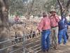 Sheep as cheap as $20 at Deni