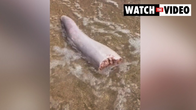 Twist as strange creature washes up on beach