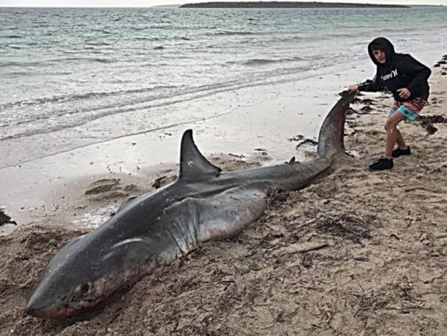 Mystery over dead great white shark washing up on beach near Streaky