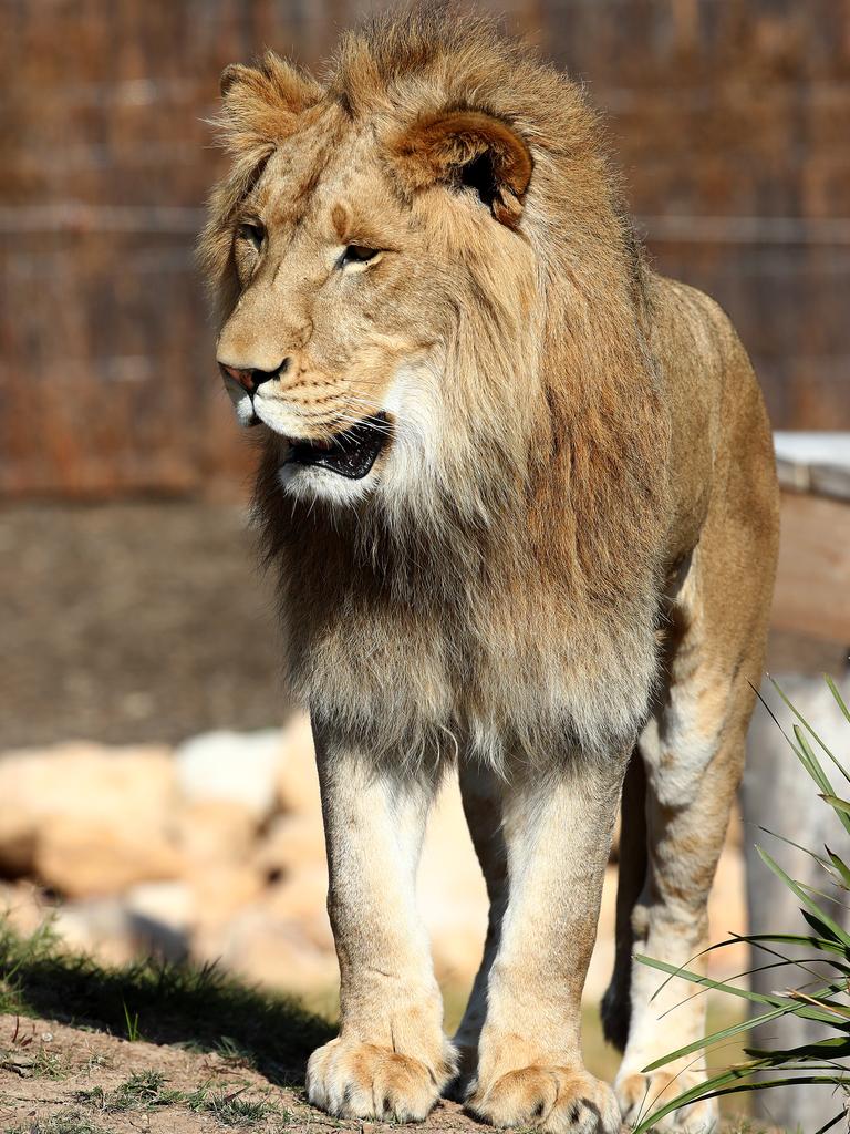 First look at the lion and cheetah enclosures inside Sydney Zoo in Bungarribee in Sydney's west, the first zoo to open in Sydney in over 100 years. Four lion siblings brought in from Taronga Western Plains Zoo in Dubbo get familiar with their new surroundings. Brothers Karoo, Virunga, Sheru and Bakari make themselves comfortable. Picture: Toby Zerna