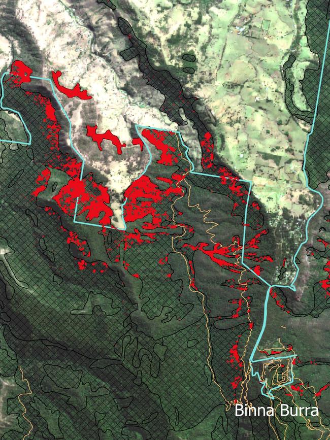 An image shows areas of rainforest burnt on the edge of Lamington National Park.