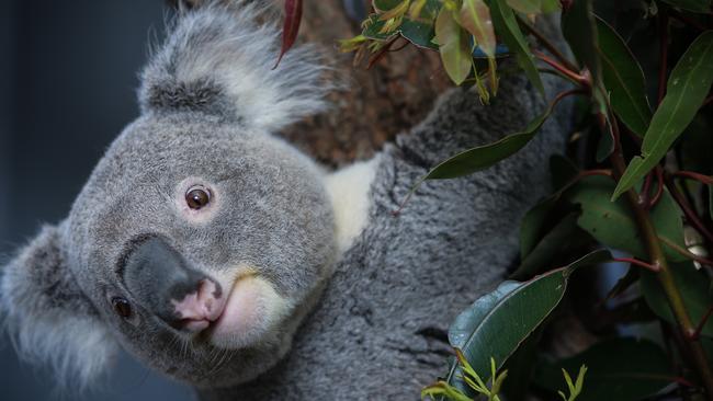 Koala habitats in southwest Sydney will be protected under a development ban. Picture: NCA NewsWire / Gaye Gerard