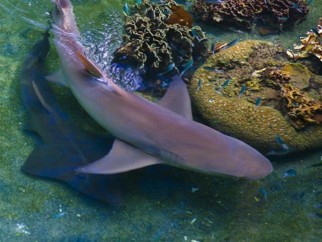 DAYDREAM ISLAND  ..  for Kerry Heaney  ..   Bruce the sicklefin lemon shark swims in the Living Reef