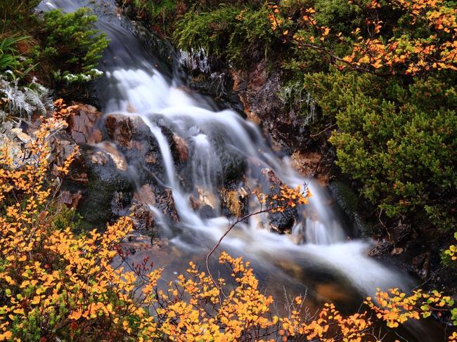 Fagus. Cradle Mountain, Tasmania. By photographer David Murphy. For TasWeekend. Picture: David Murphy