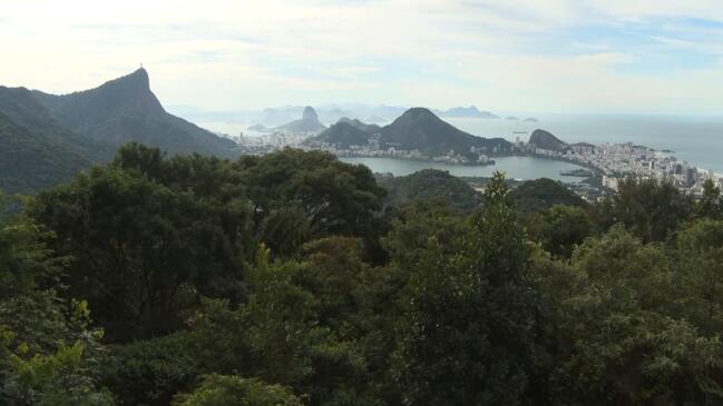 Researchers try to protect Brazil’s Atlantic Forest | news.com.au