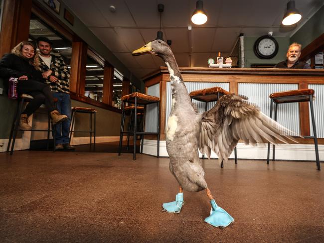 EMBARGO FOR TWAM 15 OCTOBER 2022. FEE MAY APPLY.  Crispy the duck wears booties to protect his feet and hangs around The Malmsbury Hotel. Crispy hits the dance floor.                     Picture: David Caird