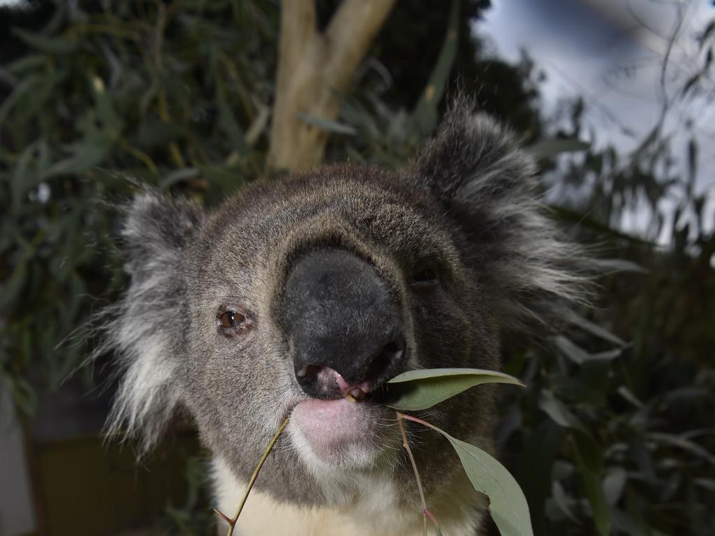 Too much to bear: conflict over koala policy causes upheaval in the NSW government.