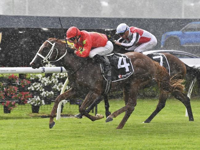 Fresh off an impressive debut victory over Roselyn's Star and Silmarillion at Canterbury on February 23, Gatsby's is a short-priced favourite for the Group 3 Pago Pago Stakes at Rosehill on Saturday. Picture: Bradley Photos