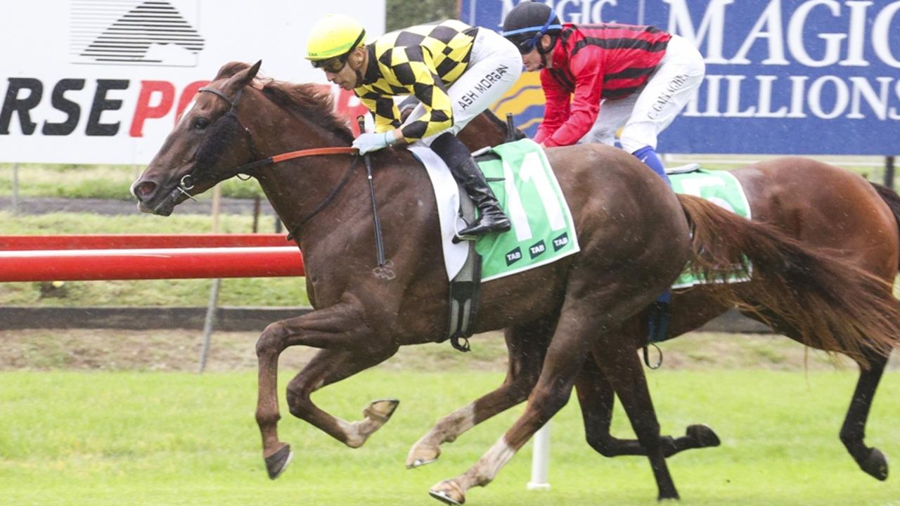 Tapa Kick can return from a let-up on a winning note at Newcastle. Picture: Bradley Photos