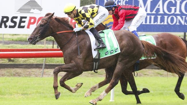 Tapa Kick can return from a let-up on a winning note at Newcastle. Picture: Bradley Photos