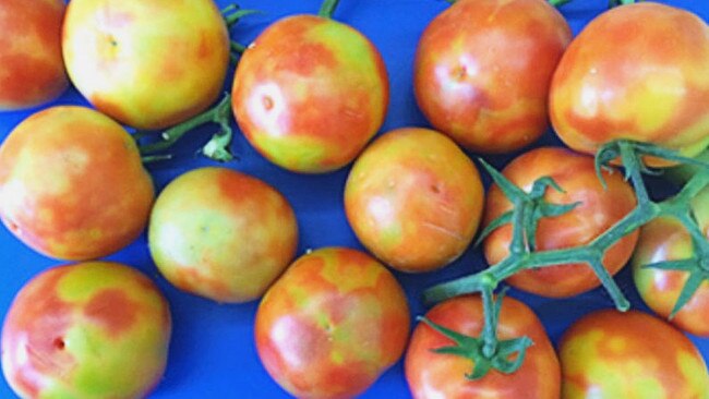 Examples of stock affected by tomato brown rugose fruit virus. Picture: Department of Primary Industries SA