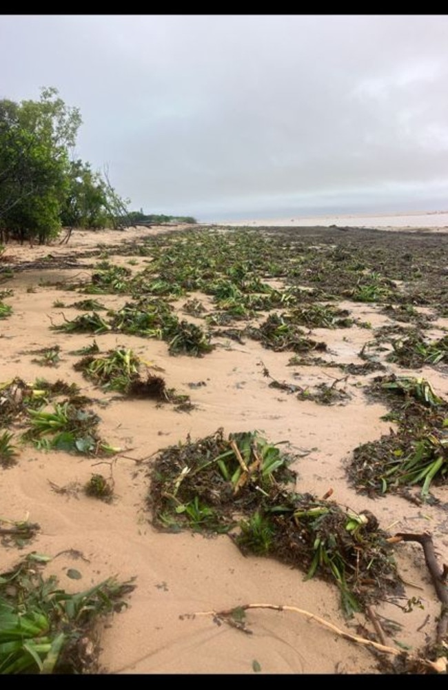 Hundreds of pineapple plants from Accorsini Farm wash up over 6km away from their field on the beach.