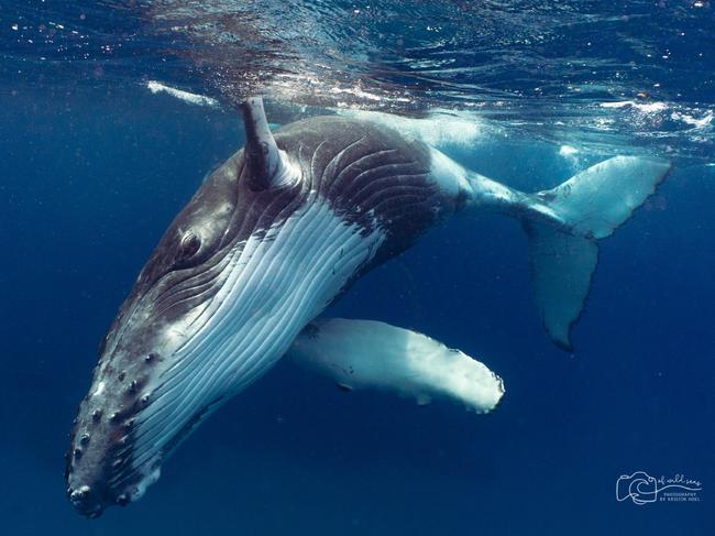 OceanWatch doesn’t want to see whales getting tangled up in fishing ropes during the annual migration. Picture: OceanWatch