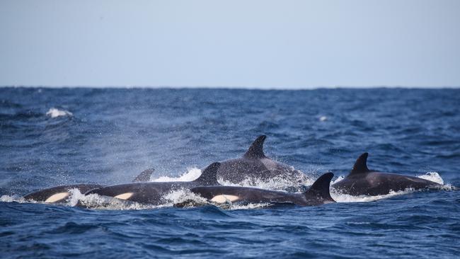 The pod of killer whales heads north off Curl Curl Beach on Thursday. Picture: Whale Watching Sydney/Ted Lam