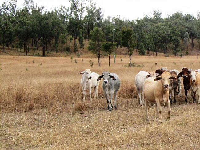 A car hit two cows wandering on the road at Pink Lily last week.