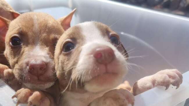 Two of the Pitbull-cross puppies that were allegedly stolen. Picture: SA Police