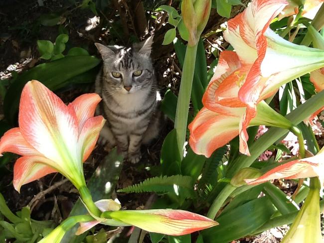 ASHE: At 10 years old, the silver tabby may still have her eye on geckos and birds, but she’s just looking.