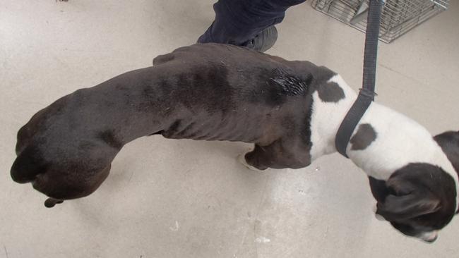 Hulk the American staffy was found in an emaciated condition at an Emu Heights property. His former owner, Miso Trifkovic, has been convicted for failing to provide vet treatment and sufficient food. Picture: RSPCA NSW