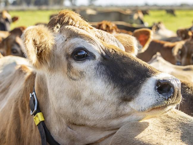 DAIRY: Pat Nicholson dairy farmer at GigarrePat Nicholson dairy farmer at GigarrePICTURED: Generic farm. Stock Photo. Dairy cows. Jersey cows.Picture: Zoe Phillips