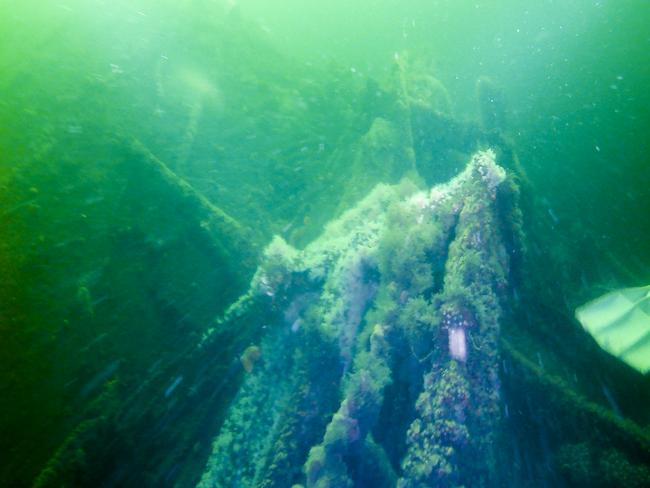 Algal and seaweed growth on the Lake Illawarra wreck. Picture: Aruna De Silva