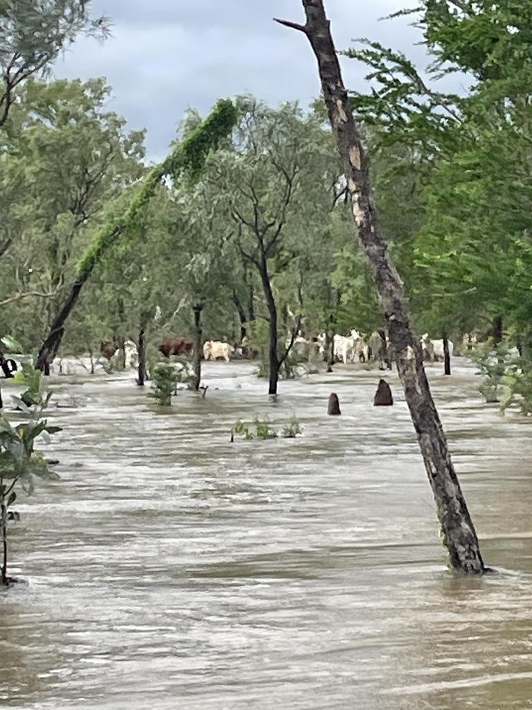 A north-western Queensland grazier has told of being in water “up to my neck” as her cattle station was hit with incredible rain from ex-Tropical Cyclone Kirrily. Westmoreland Station near Burketown copped a 600mm drenching in the last three days as the former cyclone continues to dump huge torrential rain across the state’s interior. Dianne Gould, who has lived on the 260,000ha station since 1980, said it was the worst flooding she had seen since ex-Cyclone Larry devastated the Gulf region in 2006. Mrs Gould said the homestead was on a hill but was surrounded by a sea of water. Picture Supplied