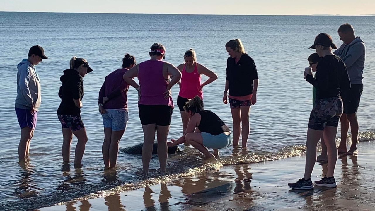 why-are-so-many-sea-turtles-washing-up-on-the-qld-coast-the-courier-mail