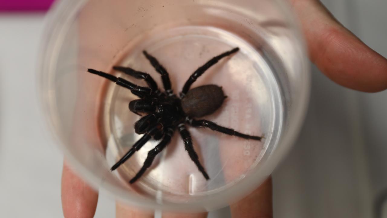 The quirky mating habits of Sydney’s funnel-web spiders | KidsNews