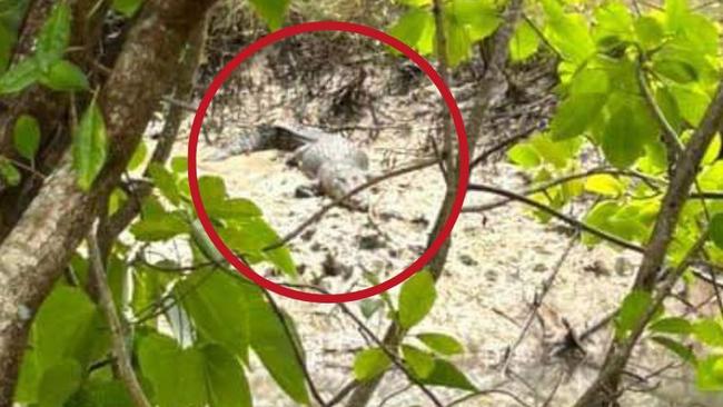 A 2m croc has been targeted for removal in Trinity Park after concerned residents raised the alarm after kids were seen swimming nearby. Photo: Facebook