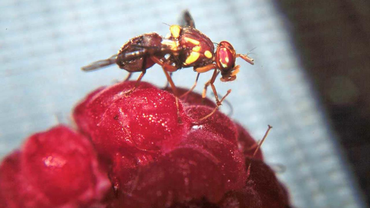 More devastating fruit fly pests found, quarantine extended