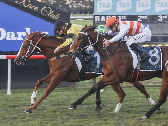 The Paul Perry-trained Senshi, pictured winning at Scone in June last year, is Shayne O'Cass's best value bet of the day at Newcastle on Tuesday. Picture: Bradley Photos