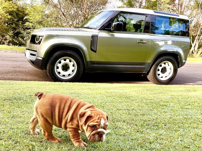 Sterling the bulldog with the model year 2022 Land Rover Defender 90 D250 S.