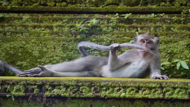 Paint me like one of your French girls. A monkey poses in Ubud, Bali. Picture: Delphine Casimir