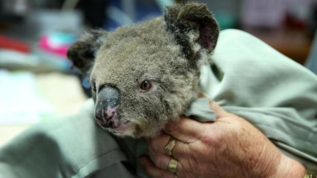 A koala is treated for burns at a koala hospital in Port Macquarie, NSW.