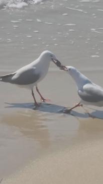 Hilarious moment seagulls fight over fish like siblings