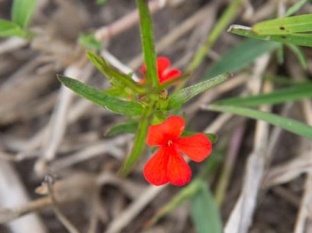 Red witchweed flowers. Picture: Department of Agriculture and Fisheries.