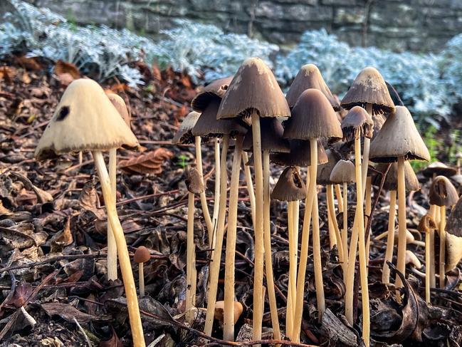 A large group of Liberty Cap (Psilocybe semilanceata) wild mushrooms growing in parkland.   This common Autumn mushroom has been illegal to pick, prepare, eat or sell in many countries as they are now considered a class A drug.  Liberty Caps contain the active ingredients psilocybin and psilocin, which can cause hallucinations and in some cases, nausea or vomiting.