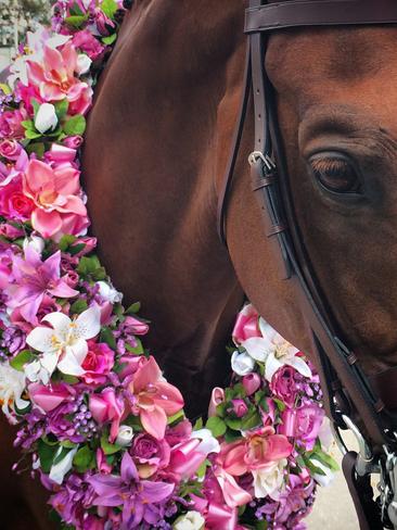 Chosen One after winning the Garryowen. Picture: Zoe Phillips