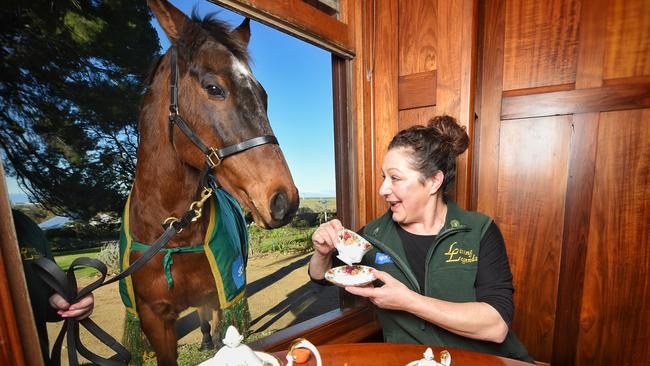 Annie Benedetti having a cuppa with 1999 Melbourne Cup winner, Rogan Josh. Picture: Tony Gough