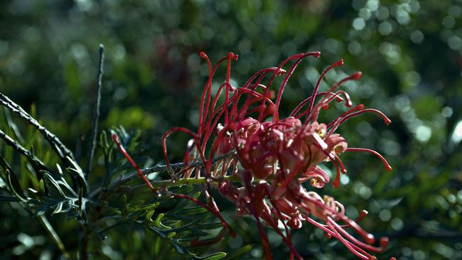 Robyn Gordon Grevillia at the Western Downs. Picture: Queensland Tourism and Events