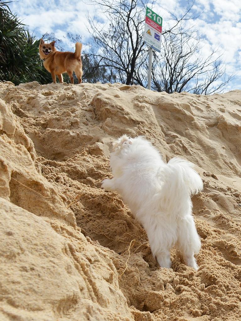 Dog owners are urged to keep an eye on their pets as several poisonings have been linked to Sunshine Coast beaches like Buddina.