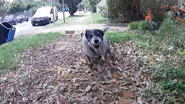 An image taken of one of the vicious dogs that posties face out on the job.