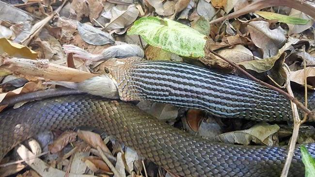 Eastern Brown Snake. Picture: Samuel Hunt