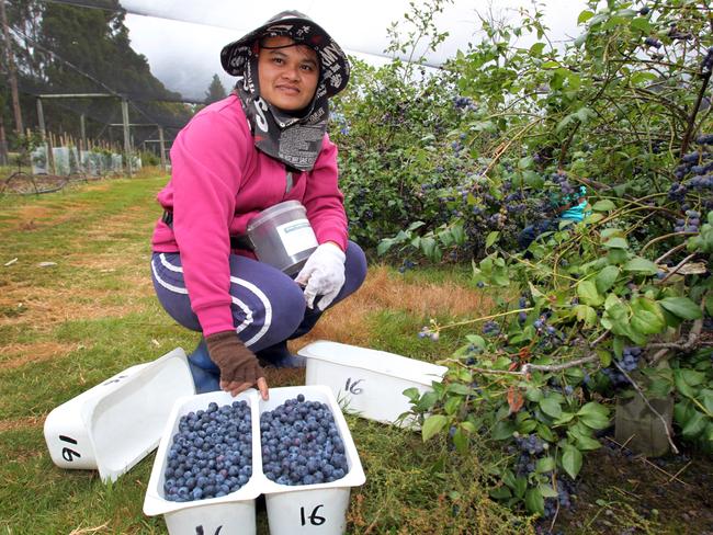 Tae Smith, of Snug, picks blueberries on Greg McCulloch’s farm at Margate.