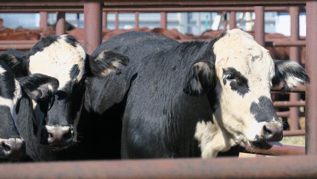 Cattle for sale at the Alice Springs Bohning Yards. Picture: Gera Kazakov